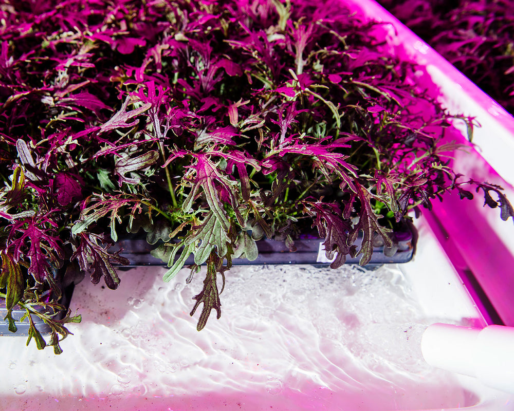 On Sustainability & Controlled Environment Agriculture