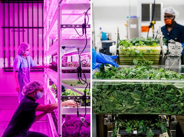 From Farm to Fork: How Planted Detroit Delivers Freshness to Your Door