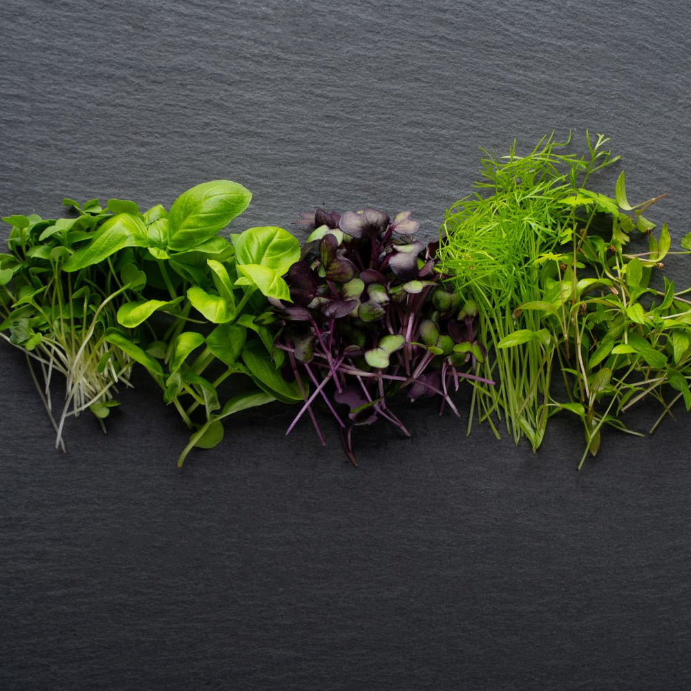 Garden Mix Microgreens
