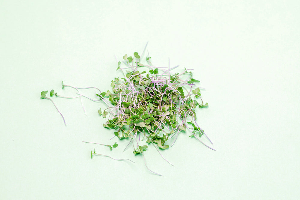 Broccoli Microgreens