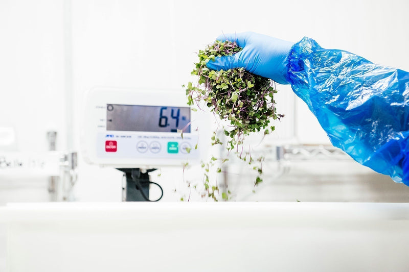 Gloved hand holding freshly harvested microgreens above a digital scale inside Planted Detroit’s indoor vertical farm.