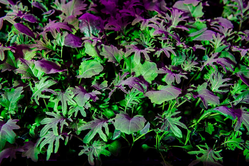 Close-up of vibrant, purple-tinted microgreens growing in a hydroponic system at Planted Detroit.