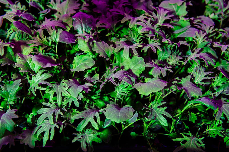 Purple and green microgreens growing densely under indoor farm lights at Planted Detroit.