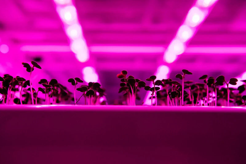 Close-up shot of microgreens growing under purple LED lights in a vertical hydroponic system.