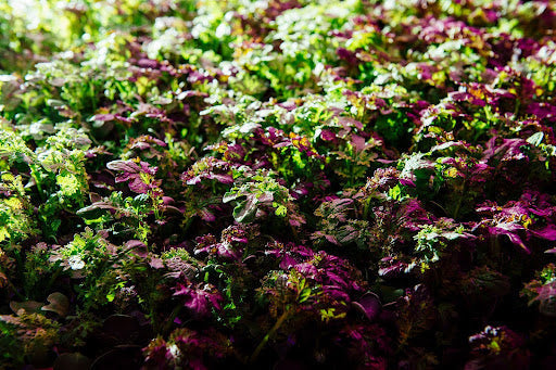 Microgreens growing at Planted Detroit's vertical farm in Michigan, showcasing vibrant sunflower sprouts and pea shoots.