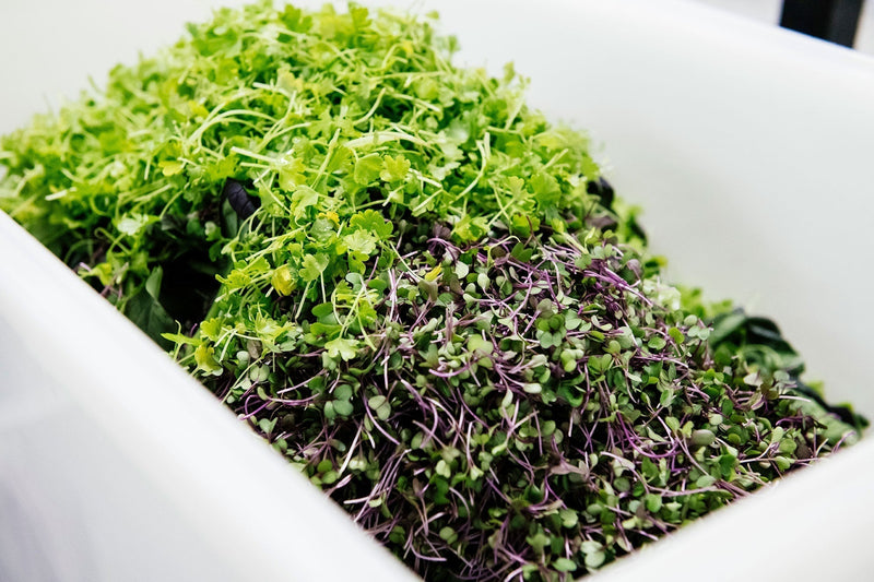 Fresh green and purple microgreens harvested by Planted Detroit, packaged for distribution.