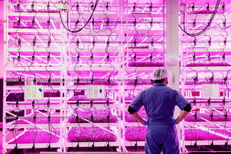 Worker in protective gear observing vertical farming racks with pink LED grow lights at Planted Detroit’s indoor farm.