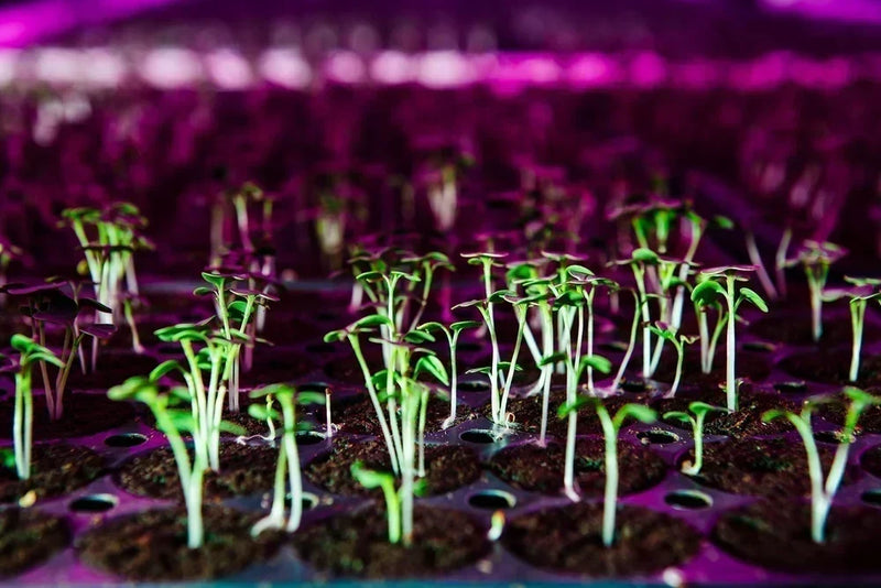 Planted Detroit microgreens sprouting under LED grow lights in a controlled indoor vertical farm.
