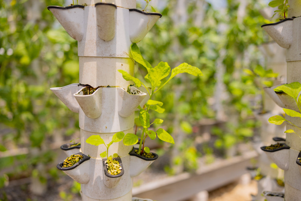 Hydroponics vs. Commodity Farming