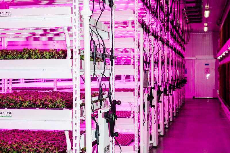 The Importance of Shelf Life: How to Maximize Freshness in Your Greens