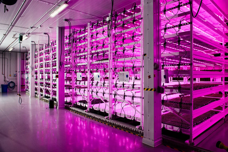 Field-Grown vs. Indoor-Grown Produce: Understanding Contamination Pathways