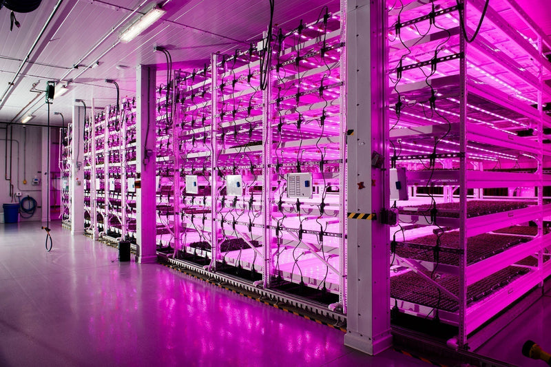 Planted Detroit vertical farm growing leafy greens indoors under LED lighting in a controlled environment agriculture facility.