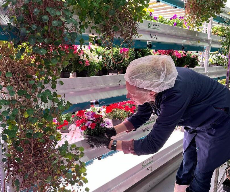 Worker tending to vibrant greens and flowers at Planted Detroit’s indoor vertical farm.