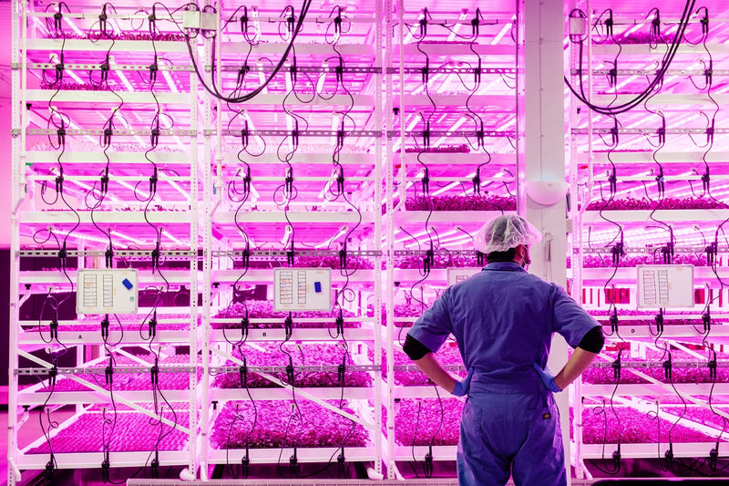 Planted Detroit team member monitoring leafy greens growing on vertical farming racks under LED lights in an indoor farm.