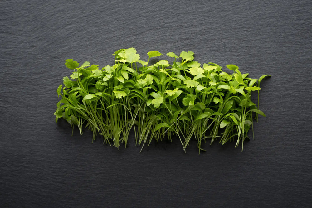 Micro Cilantro