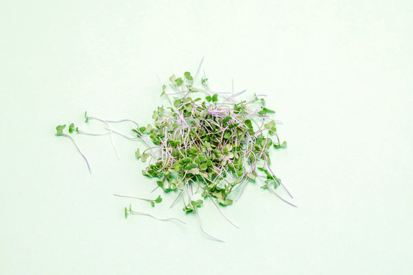 Broccoli Microgreens (Add-on)