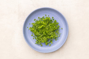 
            
                Load image into Gallery viewer, Celery Microgreens
            
        