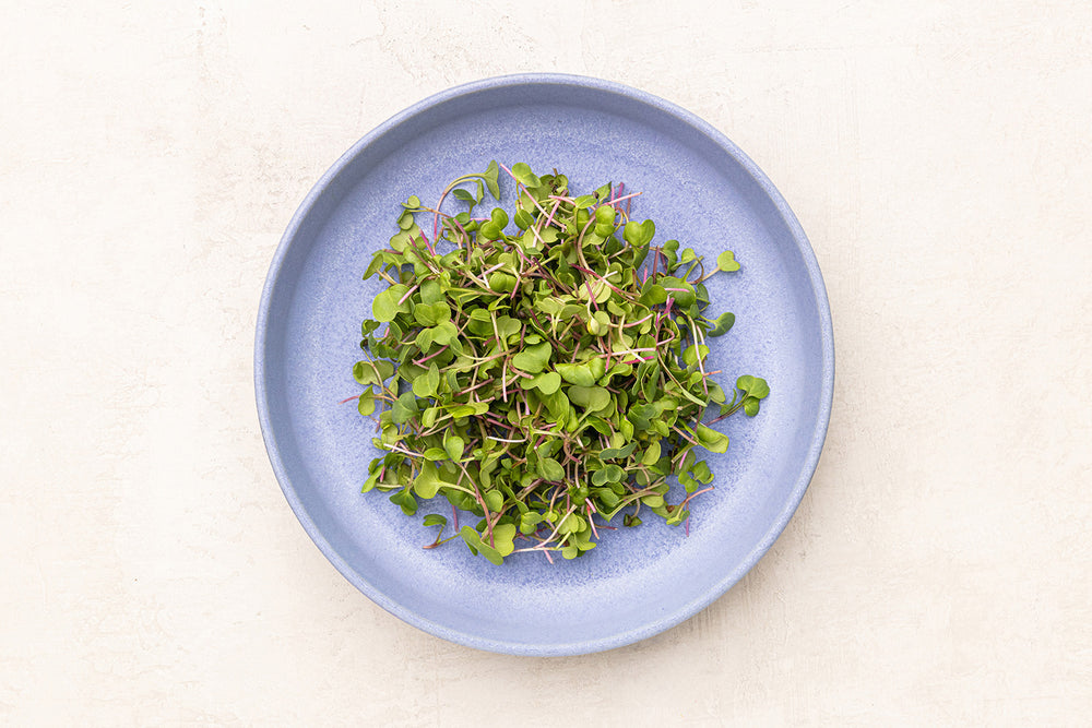 Red Radish Microgreens